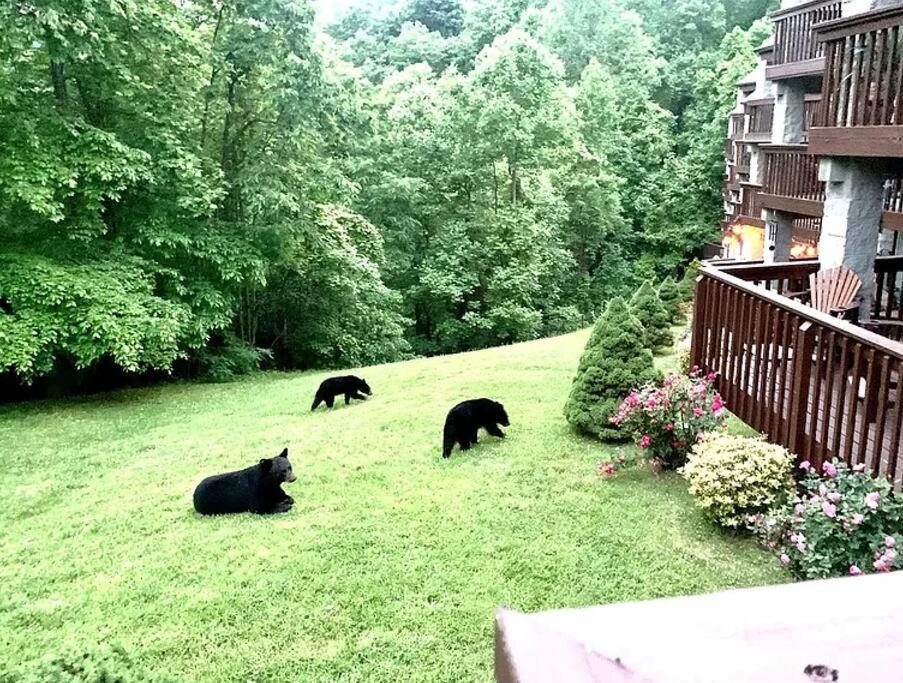 Views & Fireplace - Minutes To Gburg And Ober - Condo Gatlinburg Exteriör bild